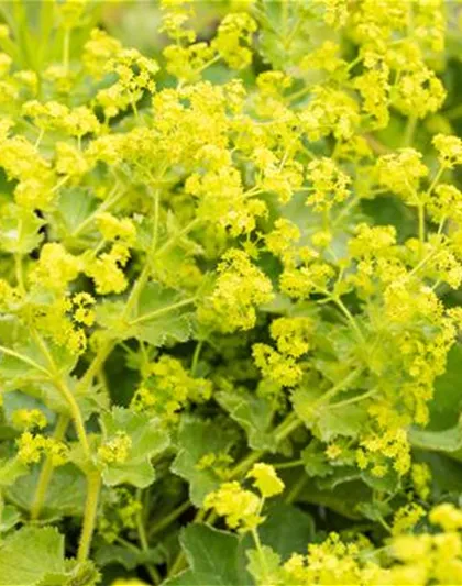 Trockenheitsverträgliche Pflanzen Trockenheitsverträgliche Pflanzen