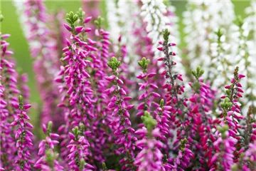 Balkon & Garten Balkon & Garten