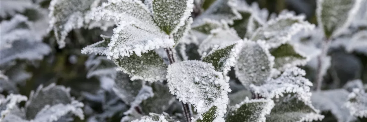 Ilex