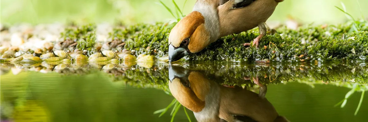 WILDTIERGARTEN!