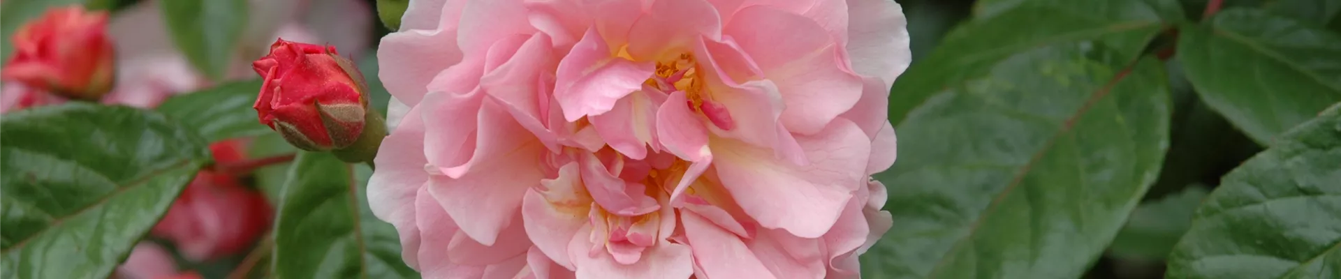 Strauchrose, rosa