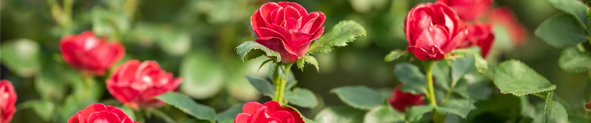 Rosa, rot