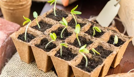 Aussaat & Anzucht Aussaat & Anzucht