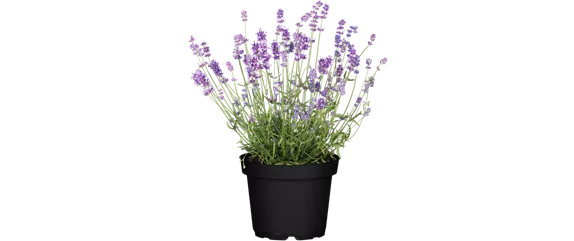 LILA LAUNE BLüTEN!
