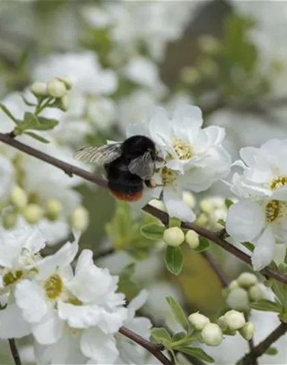 TOP 5 INSEKTENFREUNDLICHE PFLANZEN! TOP 5 INSEKTENFREUNDLICHE PFLANZEN!