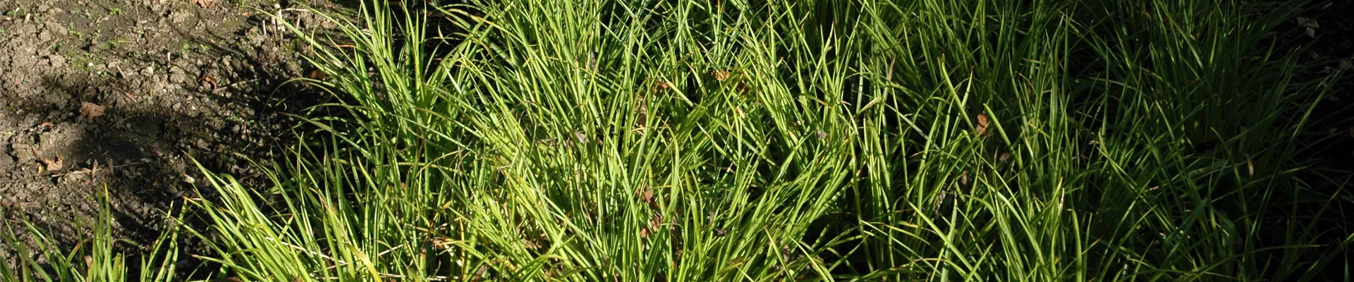 Luzula sylvatica