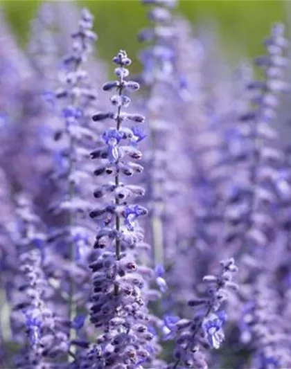 PFLANZE DES MONATS JULI: BLAURAUTE