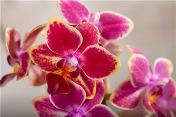 DIE ORCHIDEEN-KLASSIKER DIE ORCHIDEEN-KLASSIKER