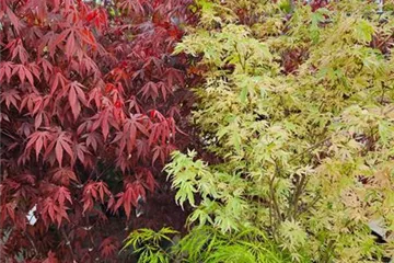 Baumschule & Hecken Baumschule & Hecken