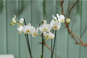 MODERNE WEIHNACHTEN! 