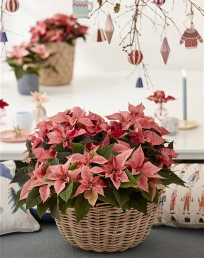 KLASSISCHE WEIHNACHTEN!