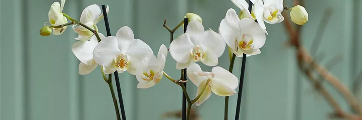 MODERNE WEIHNACHTEN! 