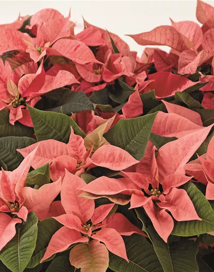 KLASSISCHE WEIHNACHTEN!